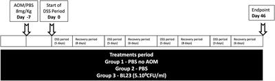 Probiotic Strain Lactobacillus casei BL23 Prevents Colitis-Associated Colorectal Cancer